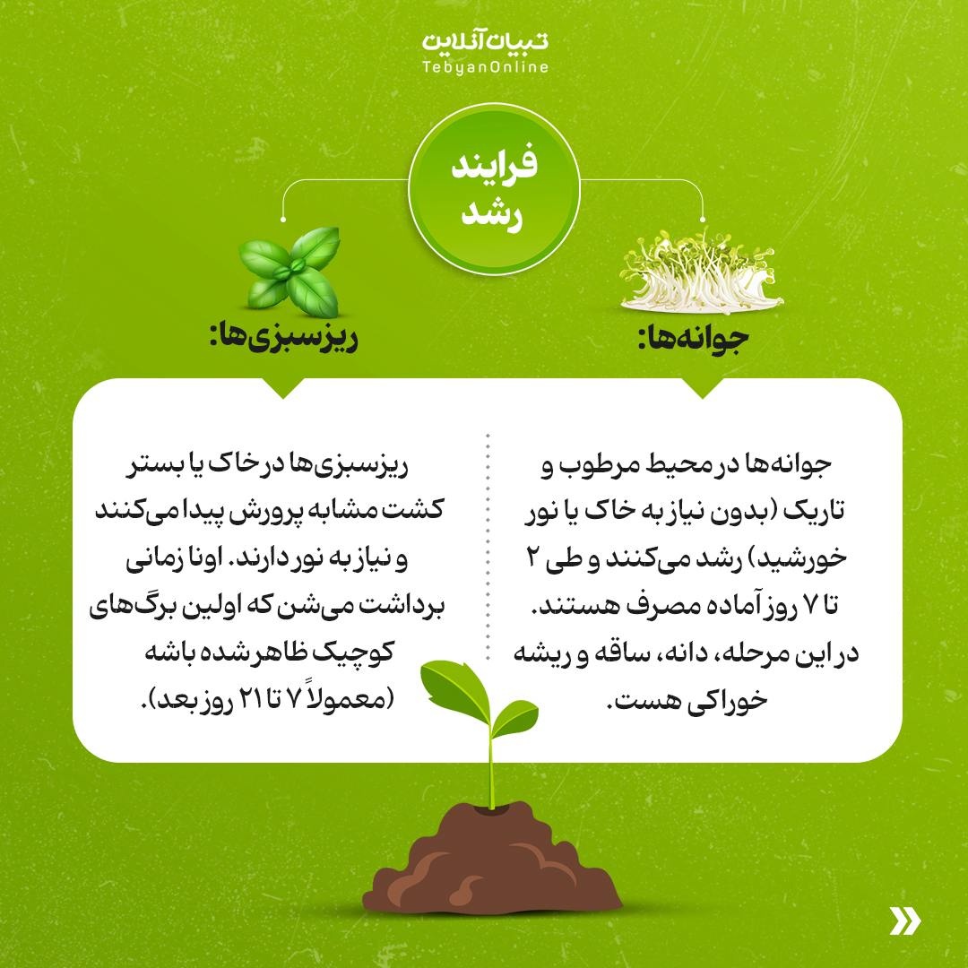 فرق بین ریزسبزی‌ها و جوانه‌ها