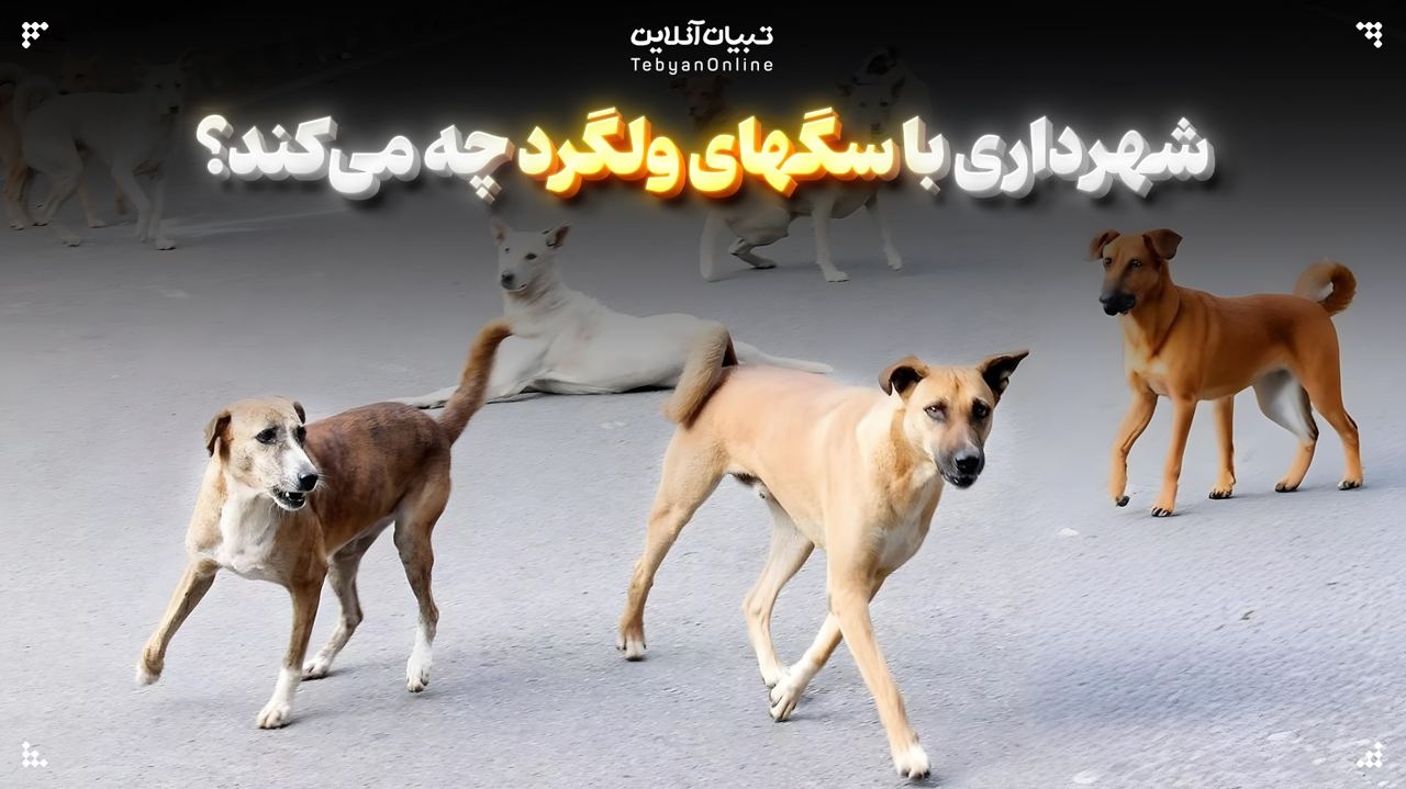 شهرداری با سگهای ولگرد چه می‌کند؟