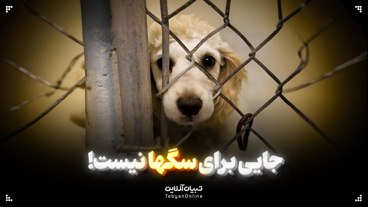 جایی برای سگها نیست!