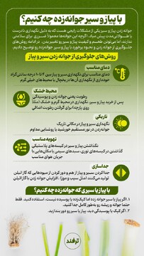 با پیاز و سیر جوانه زده چه کنیم؟