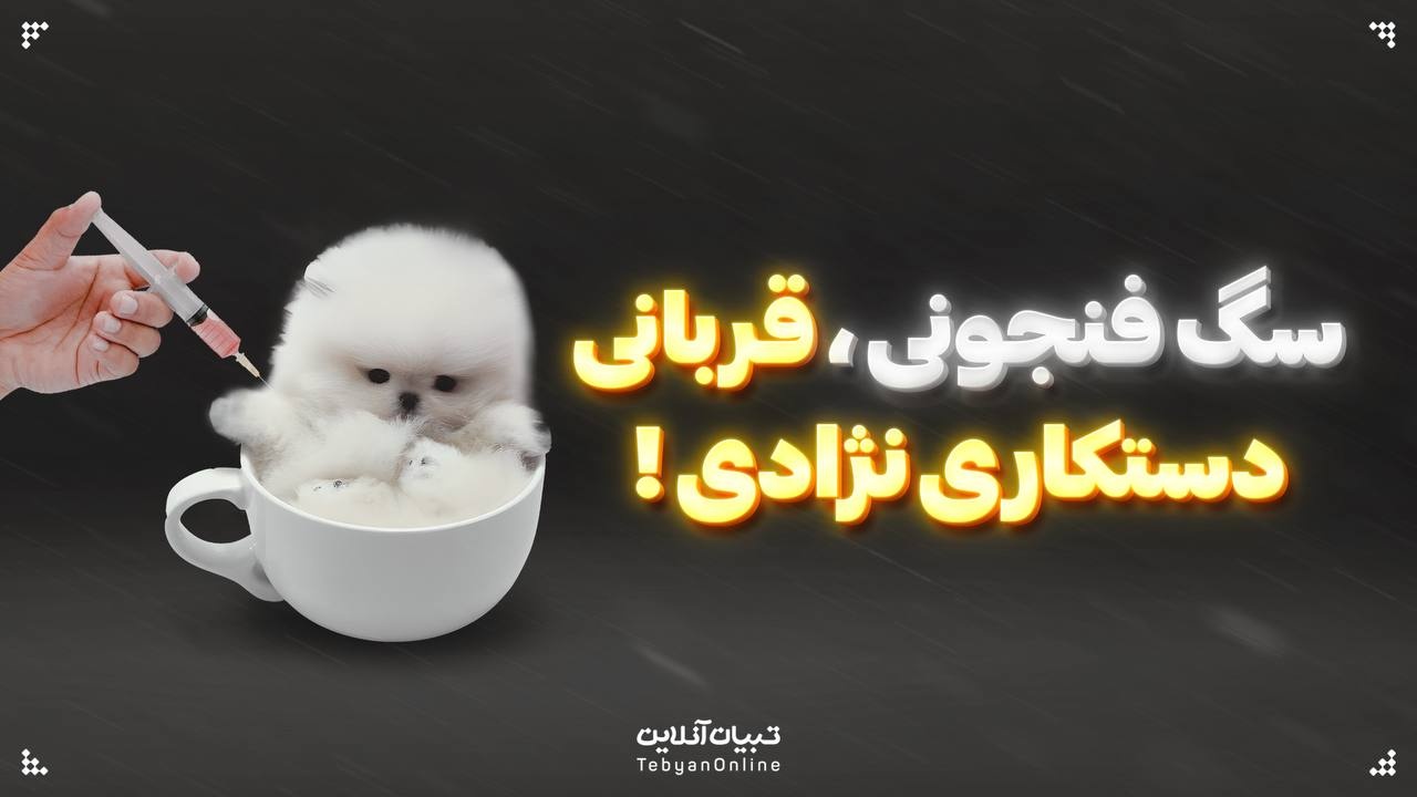 سگ‌ فنجونی؛ قربانی دستکاری ژنتیکی