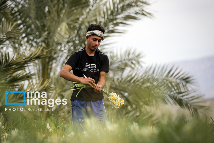 برداشت گل نرگس در «کازرون»