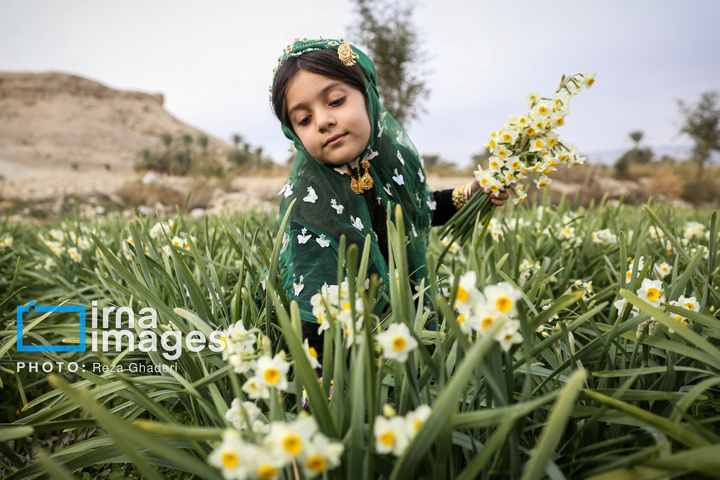 برداشت گل نرگس در «کازرون»