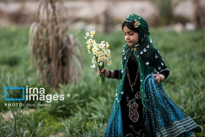 برداشت گل نرگس در «کازرون»