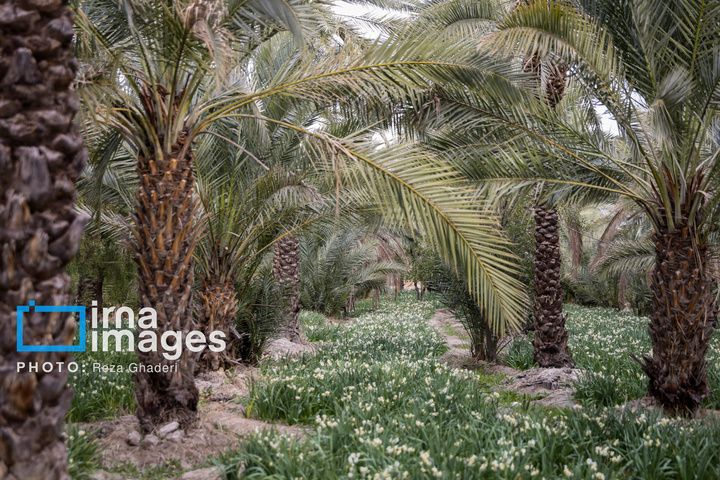 برداشت گل نرگس در «کازرون»