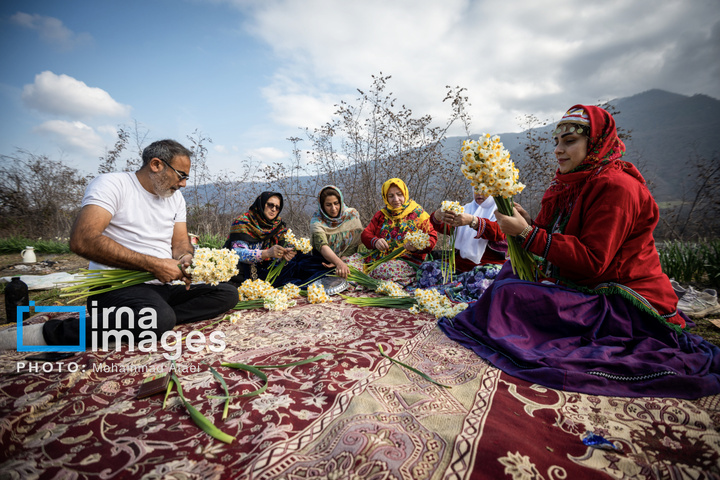 برداشت گل نرگس در گلستان