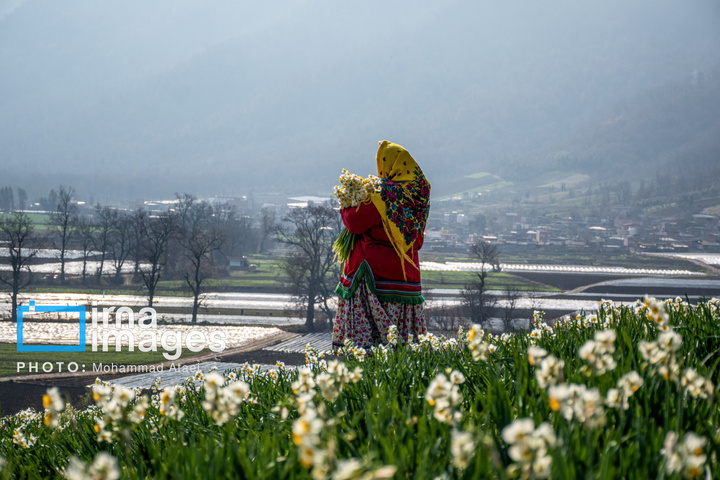 برداشت گل نرگس در گلستان