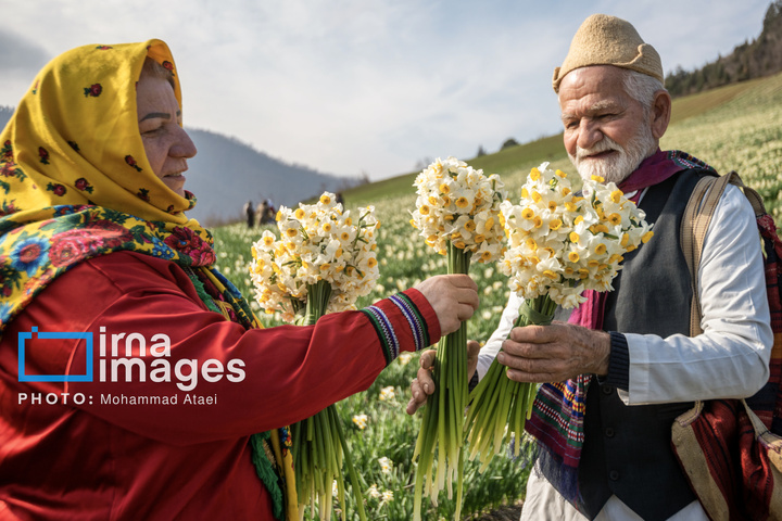 برداشت گل نرگس در گلستان