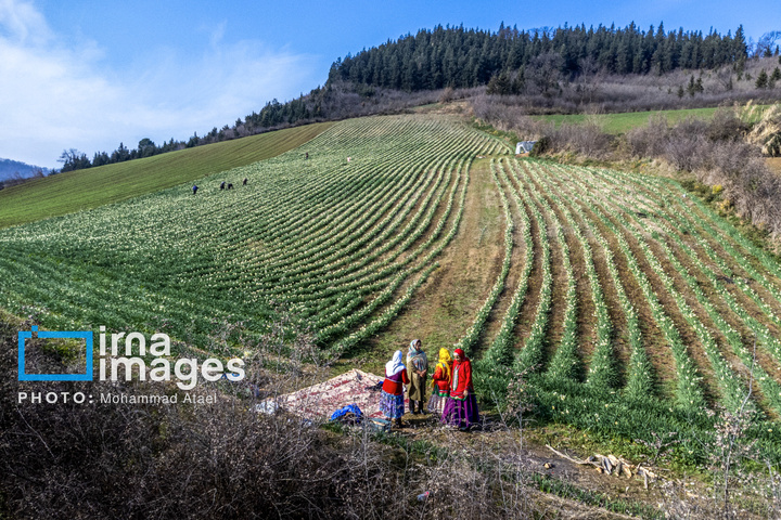 برداشت گل نرگس در گلستان