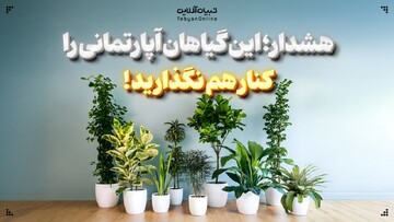 هشدار؛ این گیاهان آپارتمانی را کنار هم نگذارید!
