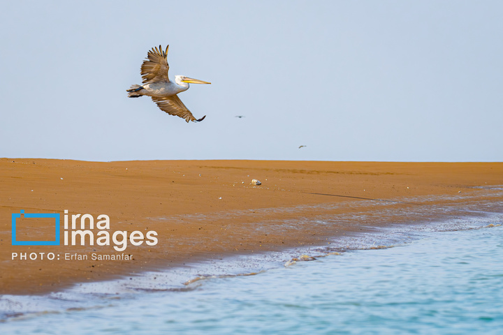 خور آذینی 
