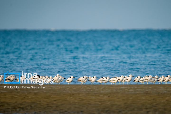 خور آذینی 