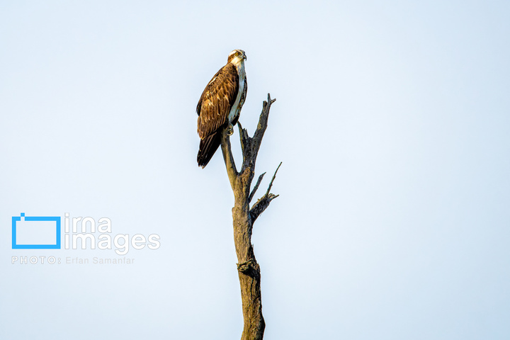خور آذینی 