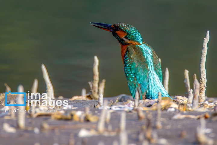 خور آذینی 