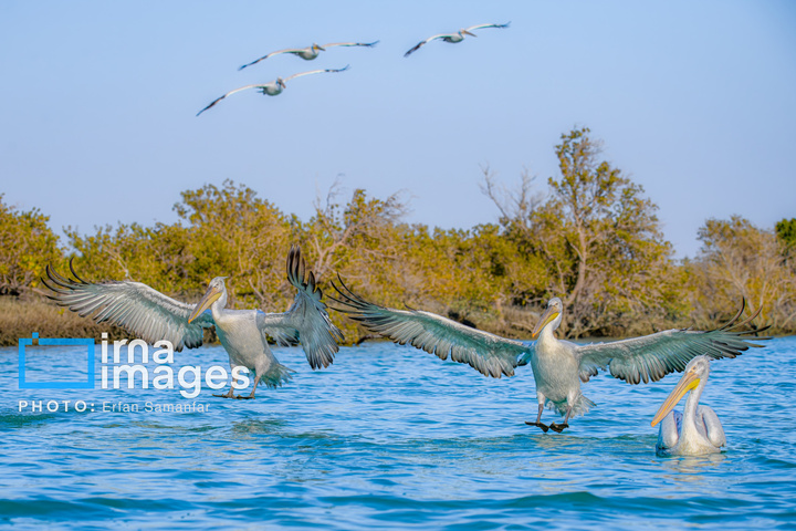 خور آذینی 
