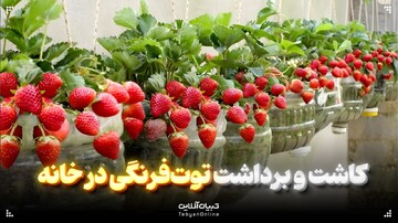 کاشت و برداشت توت‌فرنگی در خانه