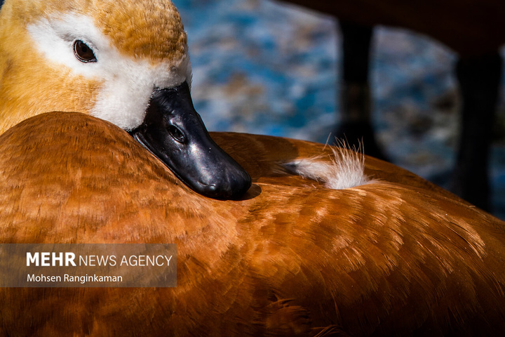 باغ پرندگان تهران