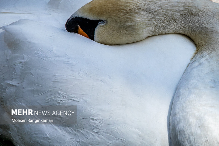 باغ پرندگان تهران