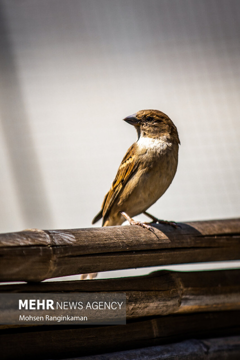 باغ پرندگان تهران