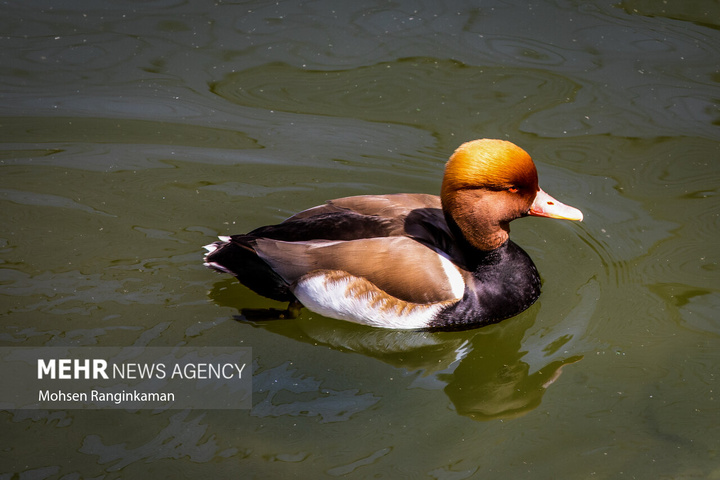باغ پرندگان تهران