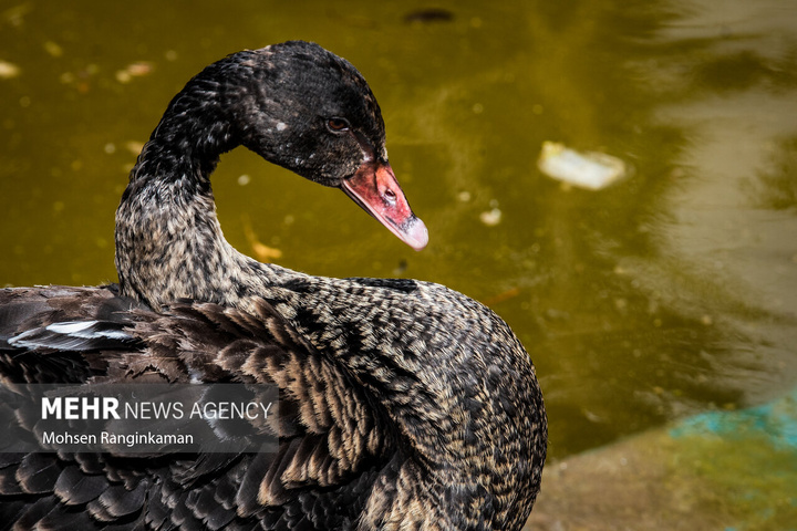 باغ پرندگان تهران