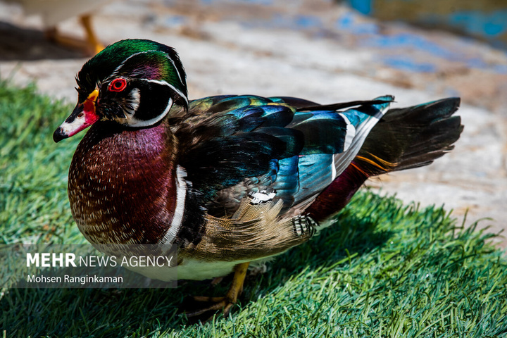 باغ پرندگان تهران