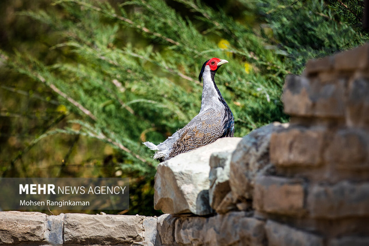باغ پرندگان تهران