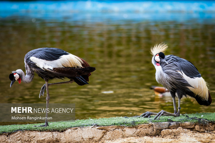 باغ پرندگان تهران