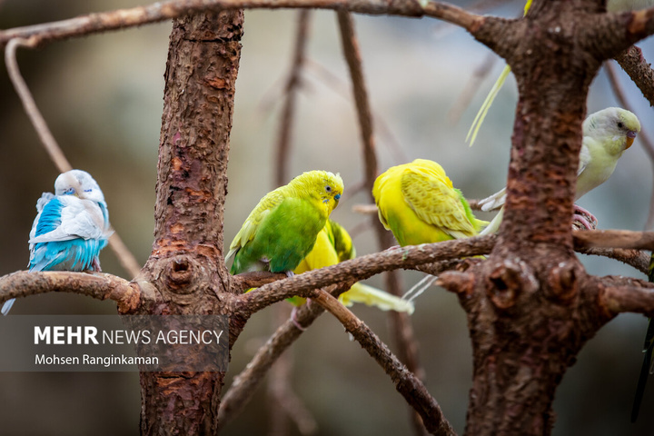باغ پرندگان تهران