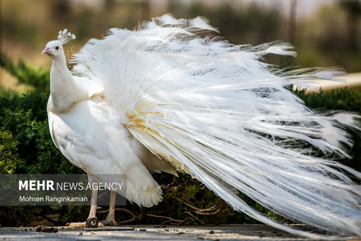 باغ پرندگان تهران