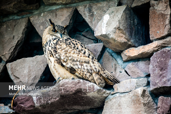 باغ پرندگان تهران