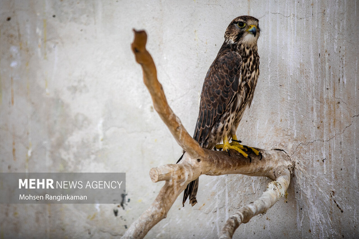 باغ پرندگان تهران