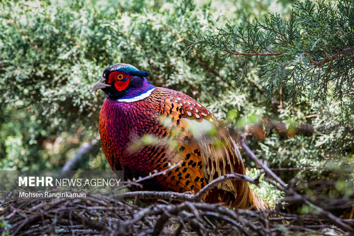 باغ پرندگان تهران