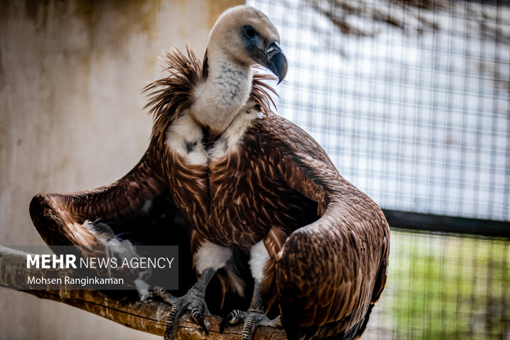 باغ پرندگان تهران