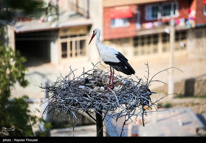 همزیستی لک‌لک‌ها و انسان در روستای دره‌تفی - مریوان