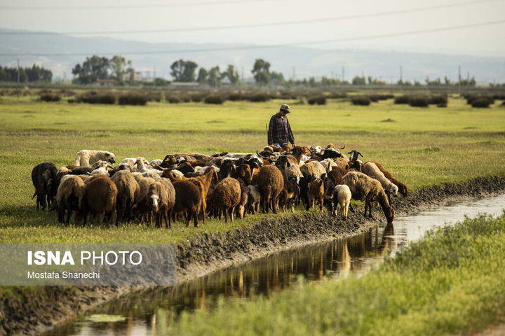 طبیعت میانکاله در اسارت فنس؛ تلاش برای احیای «حفاظت»