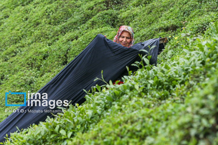 چای ایرانی