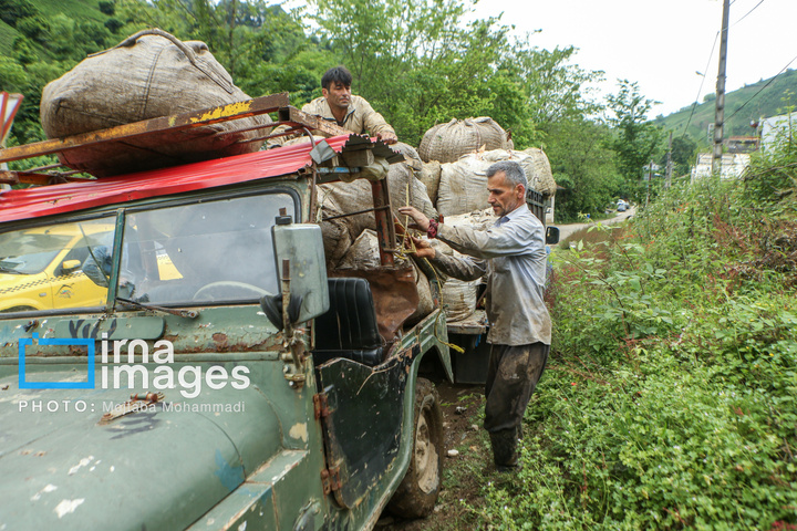 چای ایرانی