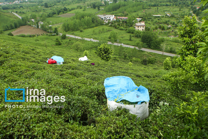 چای ایرانی