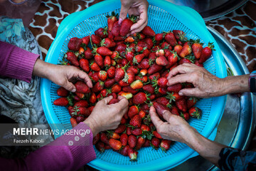 برداشت توت فرنگی در گلستان