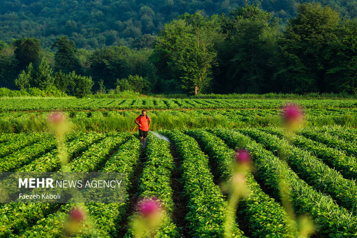 برداشت توت فرنگی در گلستان