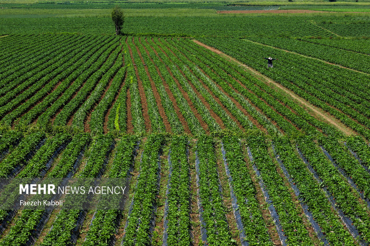 برداشت توت فرنگی در گلستان