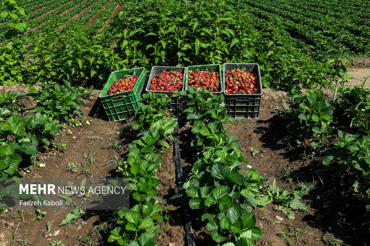برداشت توت فرنگی در گلستان