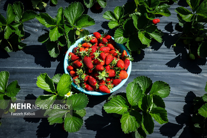 برداشت توت فرنگی در گلستان