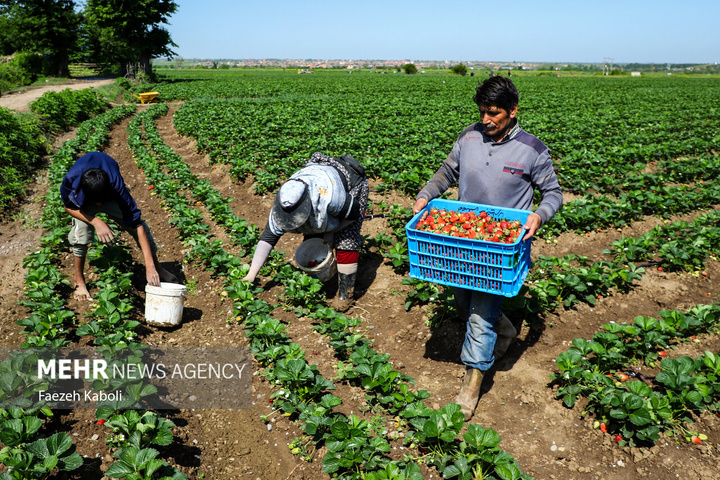 برداشت توت فرنگی در گلستان