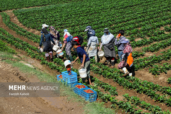 برداشت توت فرنگی در گلستان