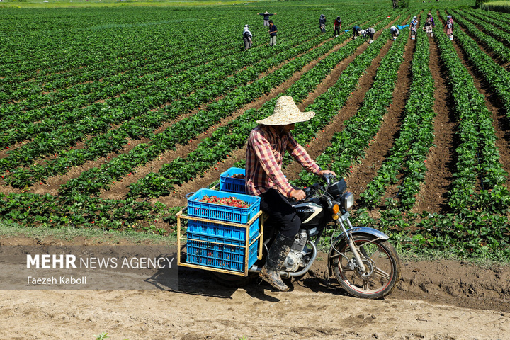 برداشت توت فرنگی در گلستان