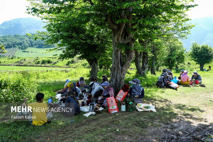 برداشت توت فرنگی در گلستان