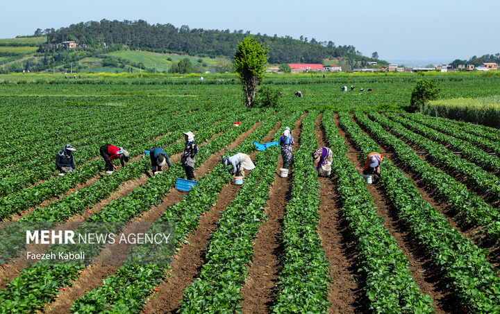 برداشت توت فرنگی در گلستان