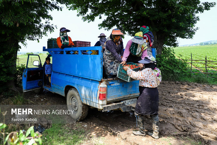 برداشت توت فرنگی در گلستان